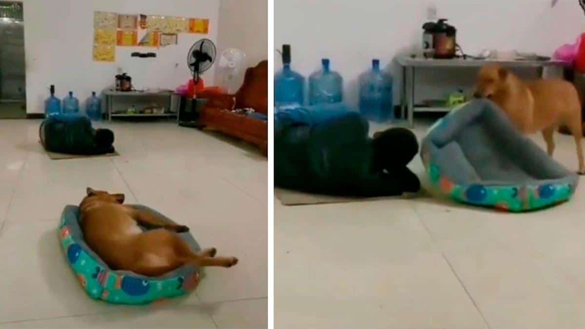 Vidéo : un chien voit son propriétaire dormir par terre et décide de lui apporter son propre lit