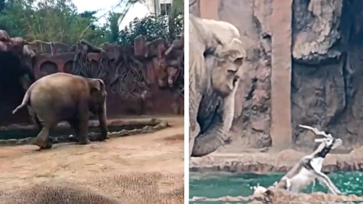 Vidéo : Un éléphant souffle dans sa trompe pour avertir les humains qu'une antilope est tombée à l'eau