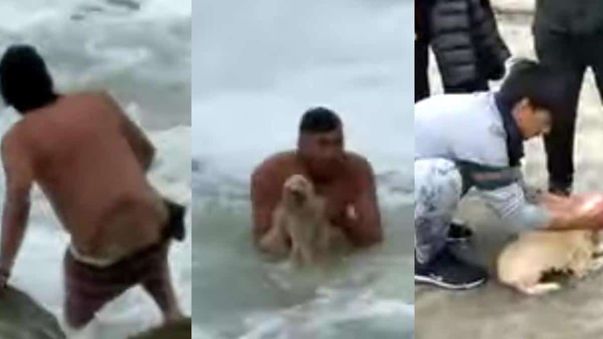 VIDÉO : Un homme a sauté à la mer pour sauver un chien tombé alors qu'il se promenait avec ses maîtres