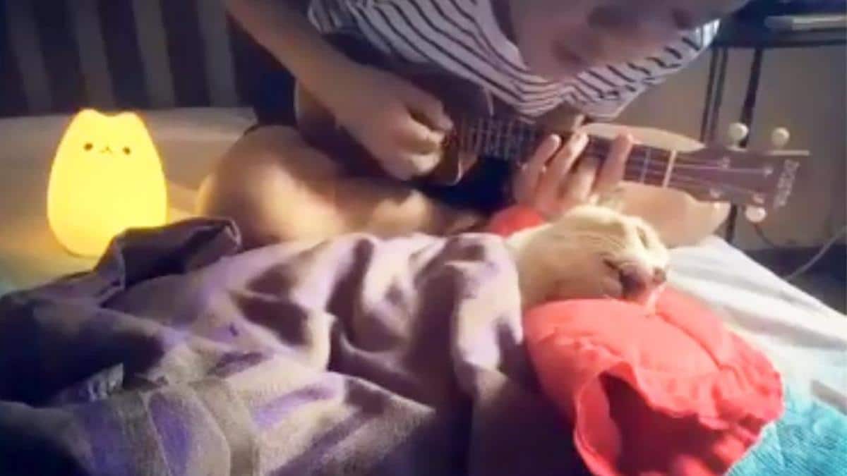 Vidéo : un homme dit adieu à son chat dans ses derniers instants de vie avec une douce chanson