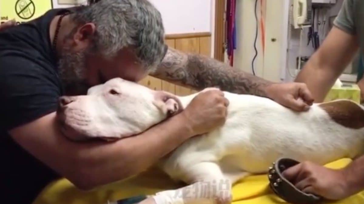 Vidéo : Un homme fond en larmes après avoir dû dire adieu au chien avec lequel il vivait depuis 14 ans