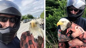 Vidéo : un motard s'arrête au milieu de la route pour sauver un aigle