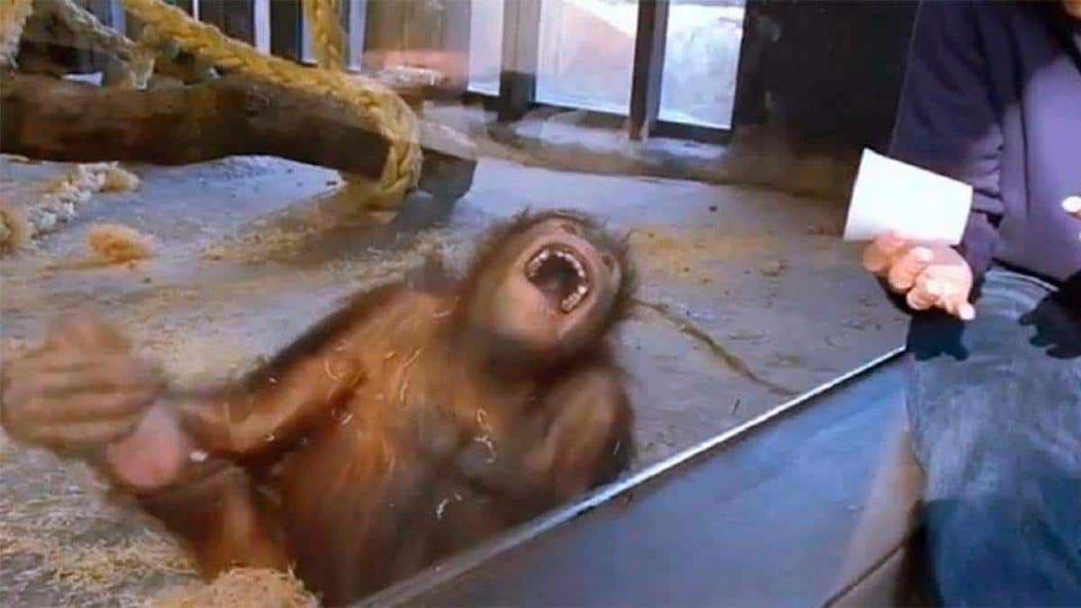 Vidéo : Un Orang-outan éclate de rire après qu'un homme lui ait fait un tour de magie