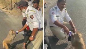 Vidéo: Un policier s'est arrêtée en pleine journée de travail pour donner de l'eau à un bébé singe assoiffé