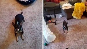 Vidéo : une Américaine découvre que son chien secouru n'est pas désobéissant, il parle juste espagnol...