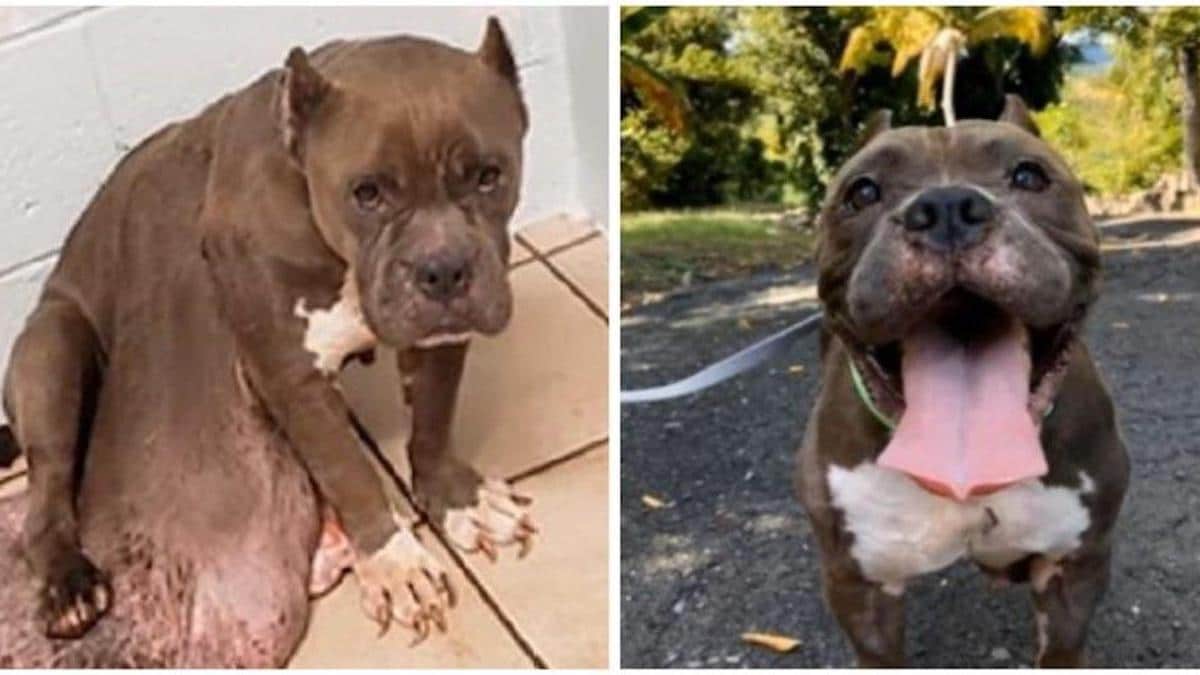 Vidéo: Une chienne atteinte d'une grosse tumeur survit à la chirurgie et retrouve sa joie, sublimes photos