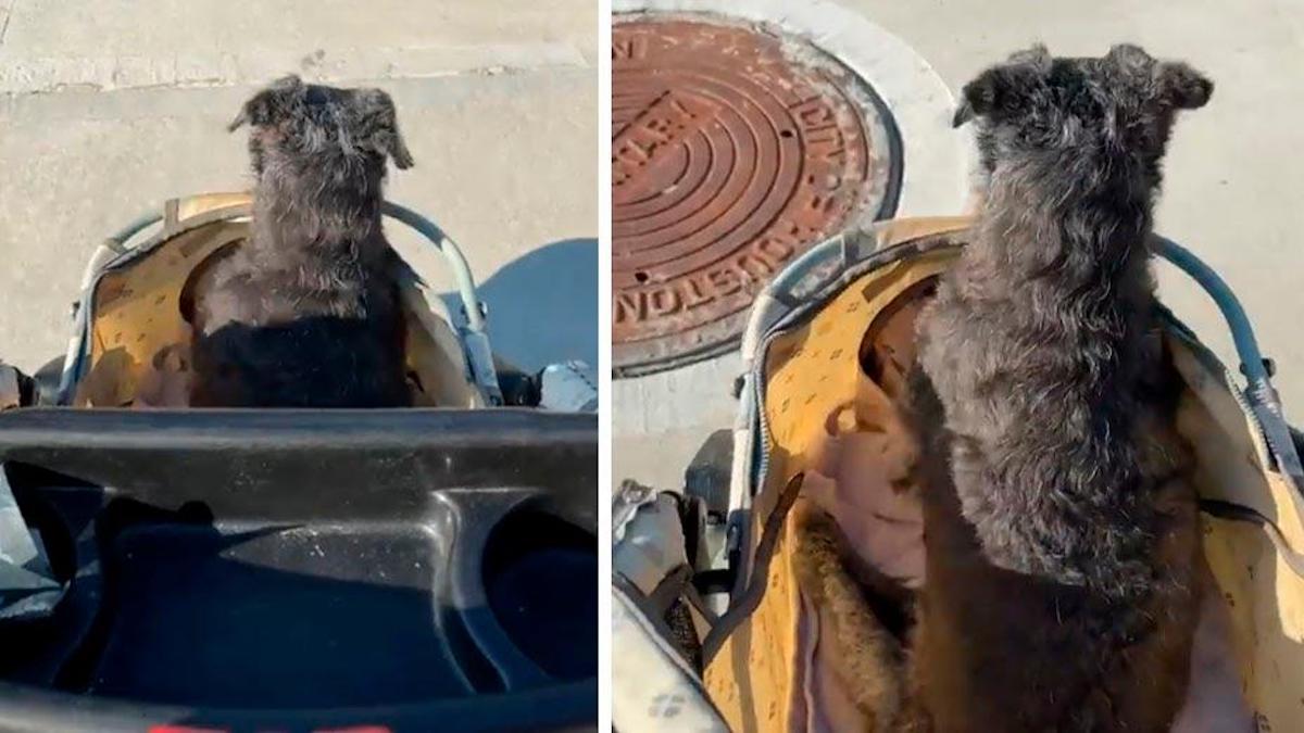 Vidéo: Une chienne paraplégique fait semblant de courir lorsque son chariot augmente de vitesse