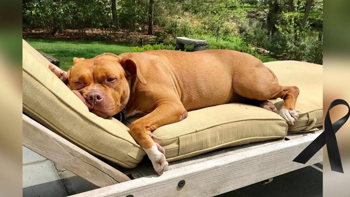 Vidéo : une chienne qui a passé 8 ans enchaînée et dormait par terre obtient enfin le lit qu'elle méritait tant