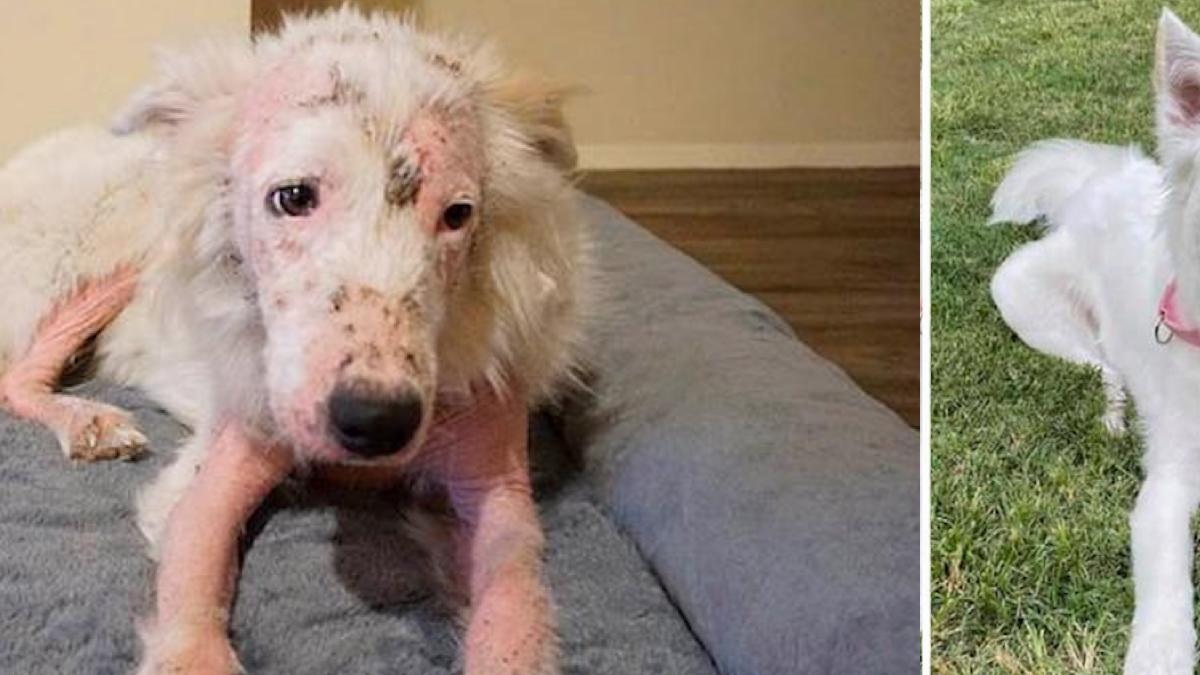 Vidéo : Une chienne sans poils a été sauvée et maintenant elle est belle et pelucheuse