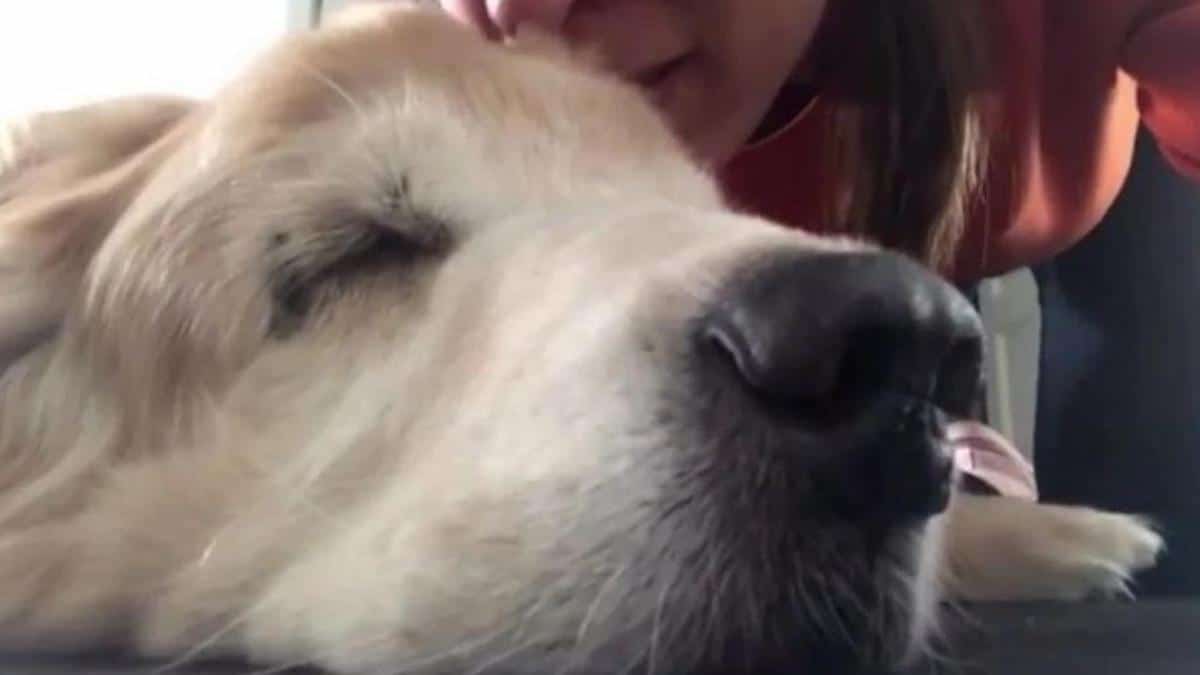 Vidéo : une femme chante une dernière chanson d'adieu à son chien adoré