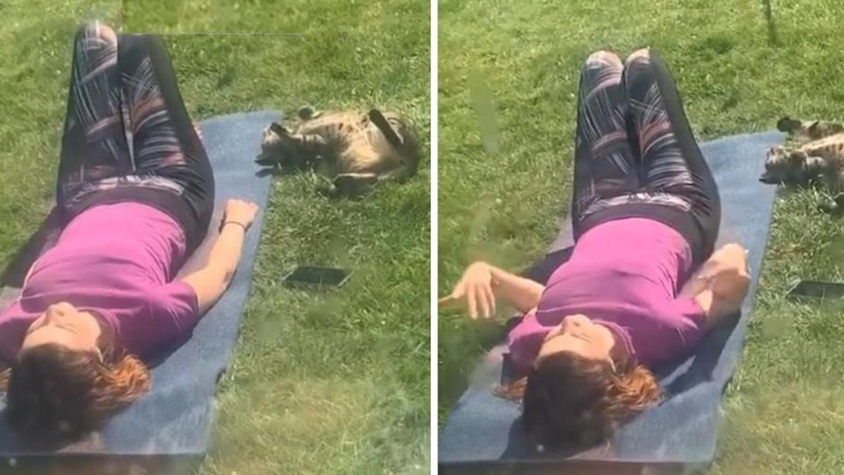 Vidéo : une femme cherchait son chat et l'a trouvé en train de faire du yoga avec sa voisine