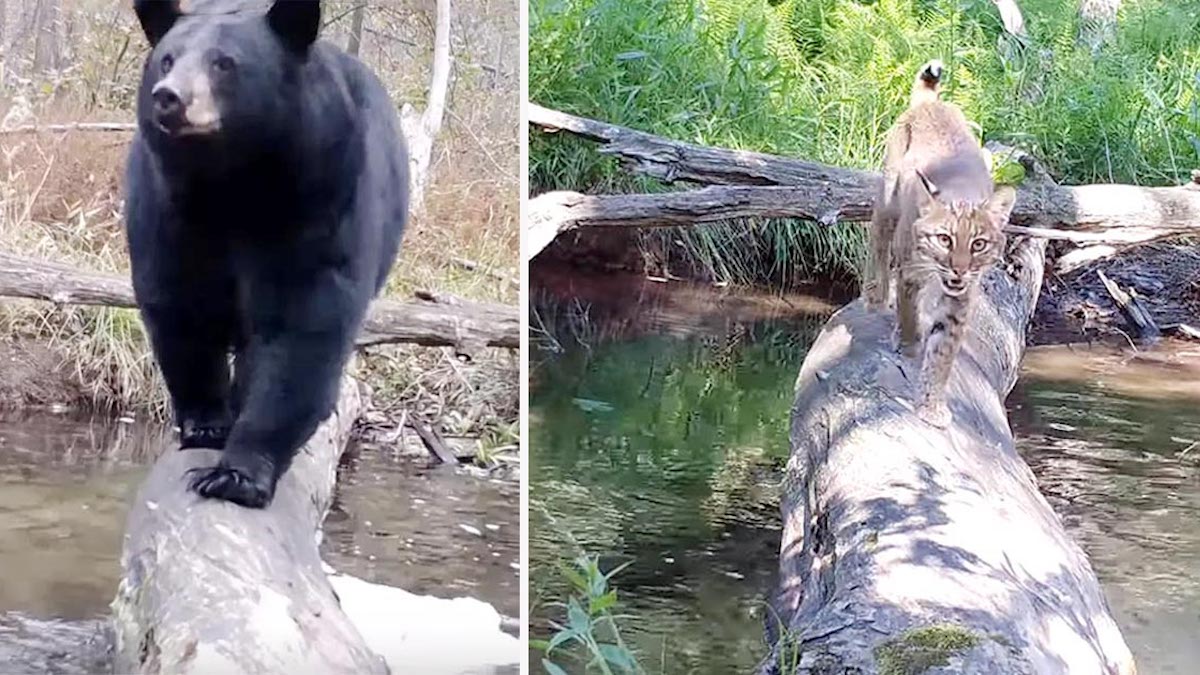 Vidéos : la caméra cachée filme tous les animaux qui traversent ce tronc d'arbre
