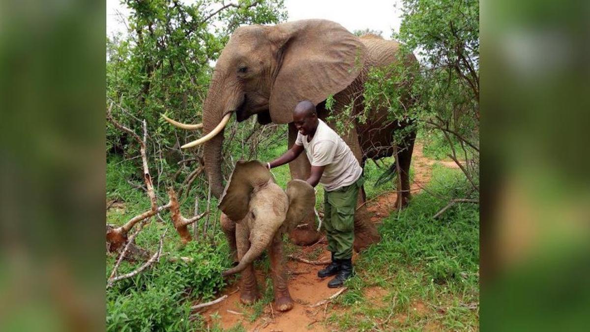 Vidéo: La mère du bébé éléphant l'emmène à la rencontre de ceux qui l'ont sauvée il y a longtemps