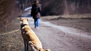 Voici comment vous devriez aider un chien abandonné