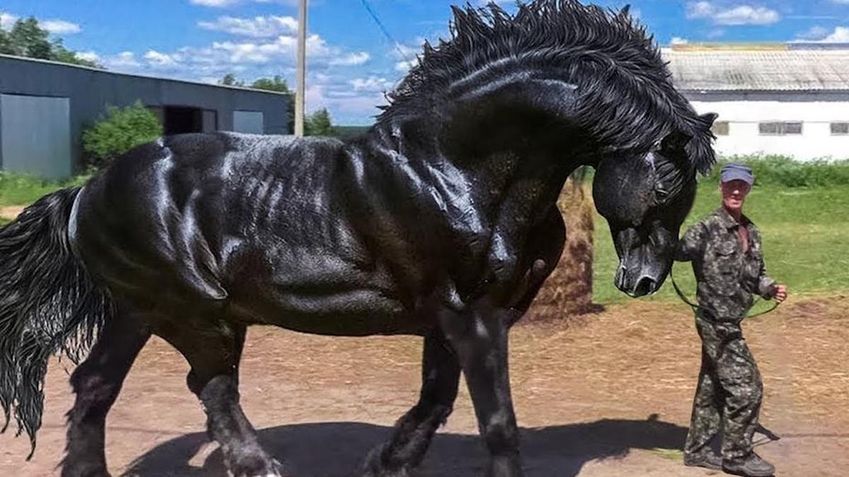 Voici quelques-unes des races de chevaux les plus puissantes au monde, ils sont magnifiques