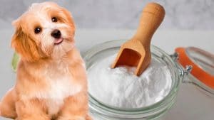 Voici toutes les utilisations et avantages du bicarbonate de soude pour les chiens