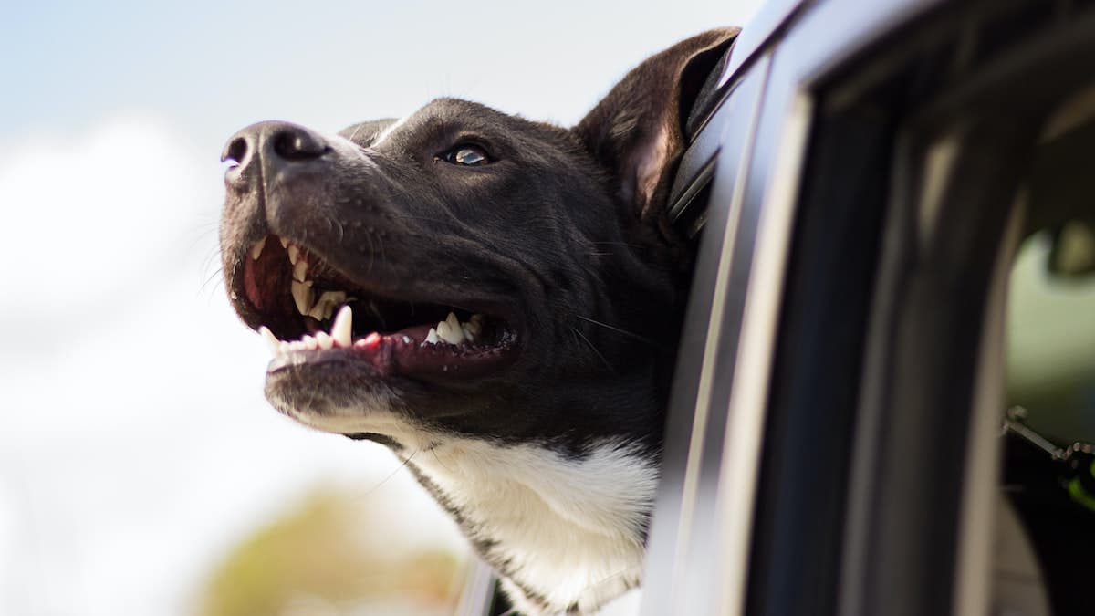 5 conseils pour voyager avec votre chien en voiture