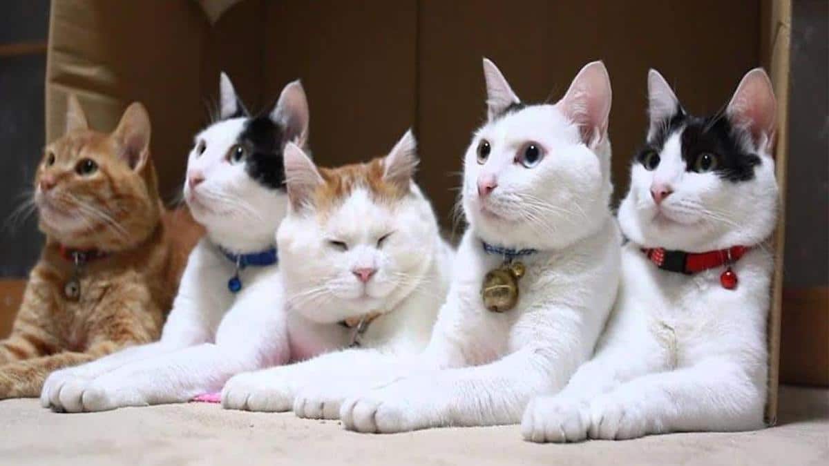 5 types de personnalité de chat : Quel est le vôtre ?