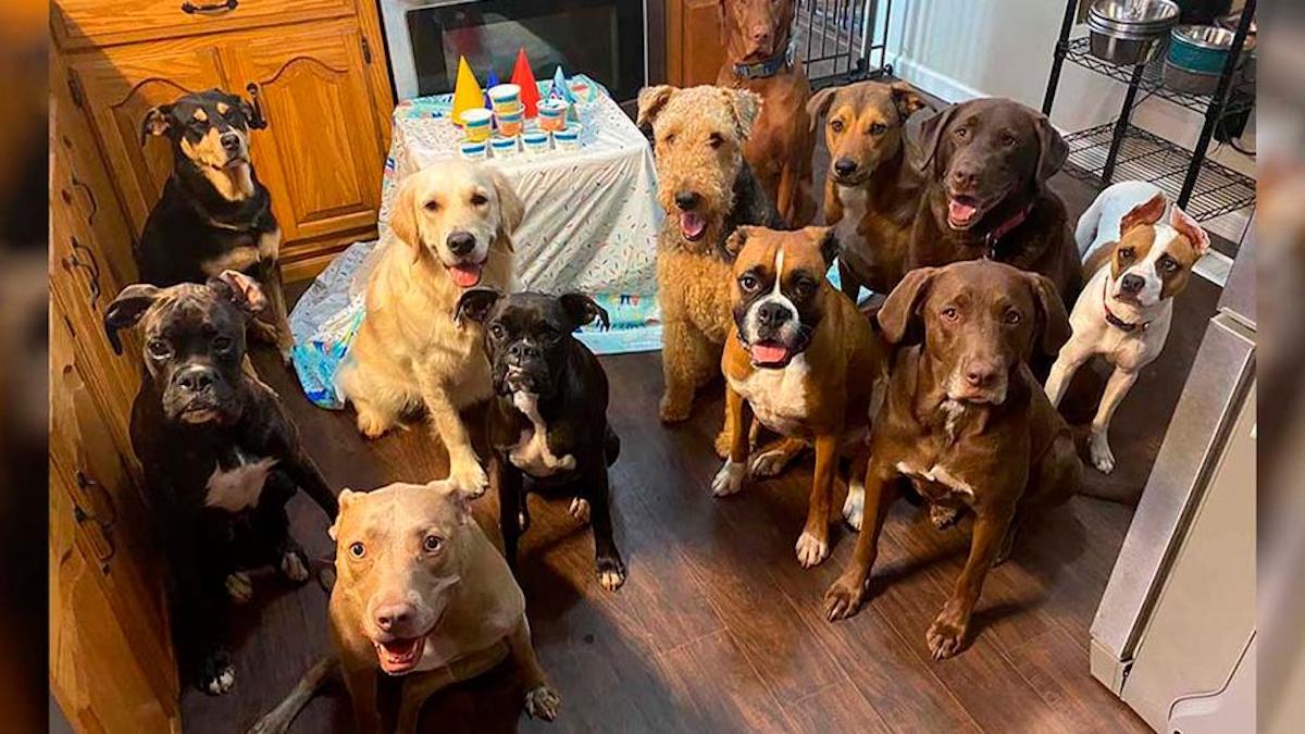 Ces chiens ont la fête d'anniversaire la plus polie de tous les temps, sublimes photos