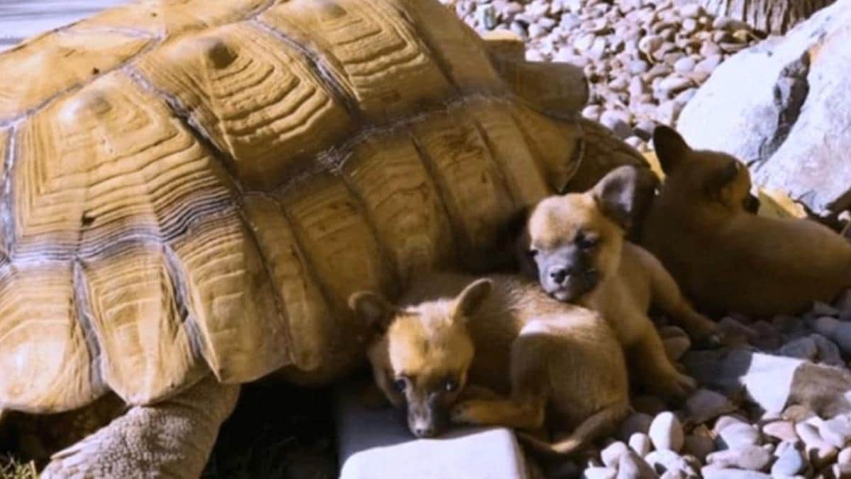 Ces chiots orphelins trouvent du réconfort auprès d'une tortue, c'est magnifique