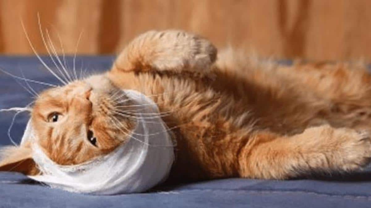 Ces signes que votre chat peut souffrir et que vous ne vous en rendez même pas compte