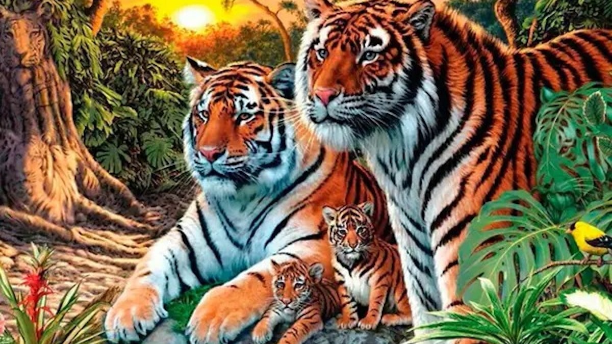 Combien de tigres y a-t-il sur la photo ? Le défi visuel que personne n'a réussi à résoudre...