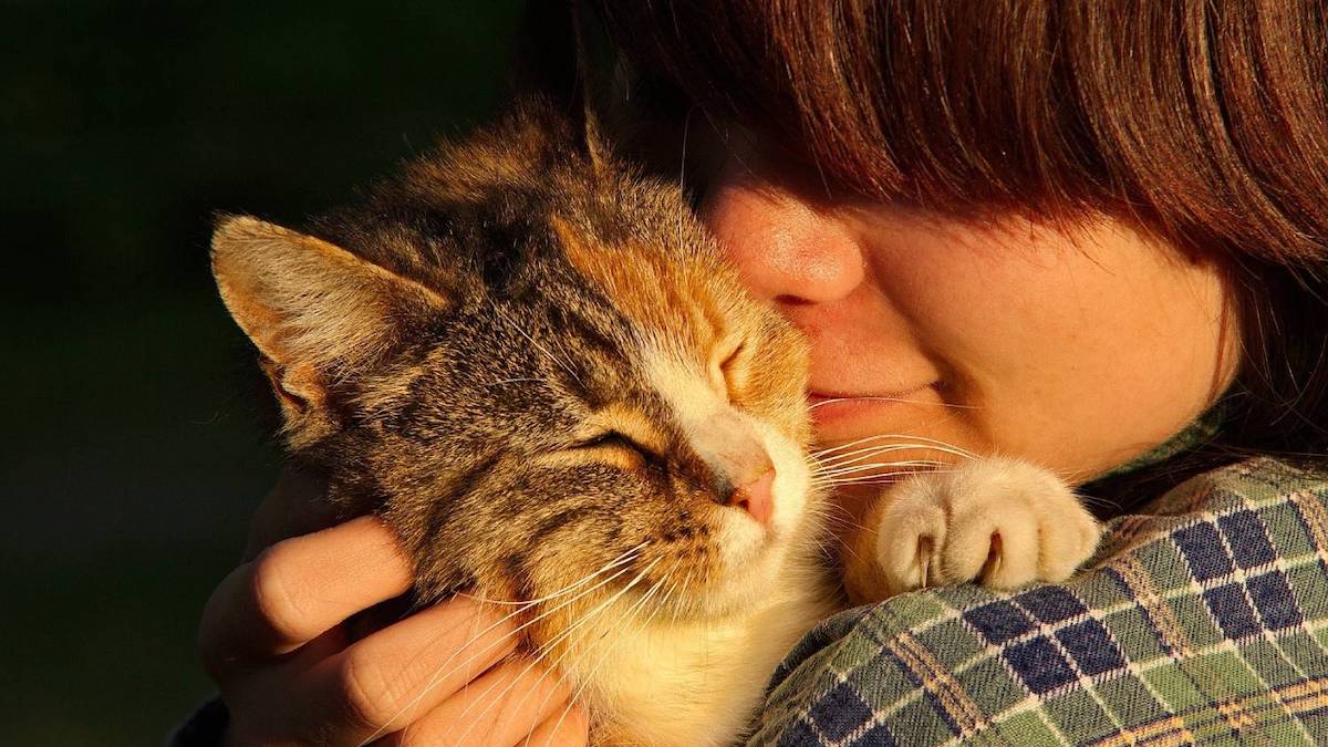 Découvrez les 7 raisons d'adopter un chat, selon les experts