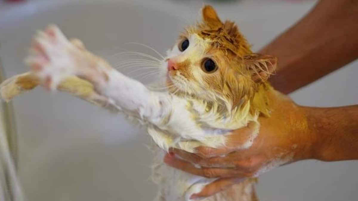 Découvrez les conseils pour réussir le "bain d'un chat" qui ne veut pas lâcher prise