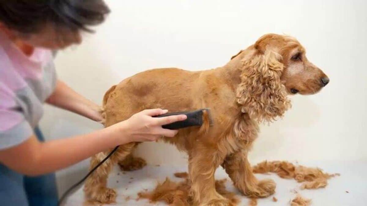 Découvrez les races de chiens qui devraient toujours se faire couper les poils