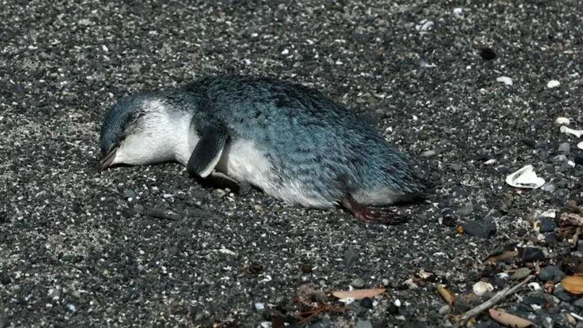 Des centaines de petits "pingouins bleus" échouent morts sur les côtes de Nouvelle-Zélande