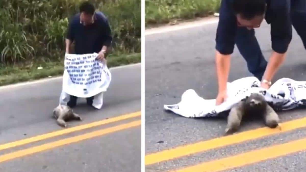 Il s'est garé sur le bord de la route pour aider un ours paresseux, celui-ci l'a remercié d'un beau geste