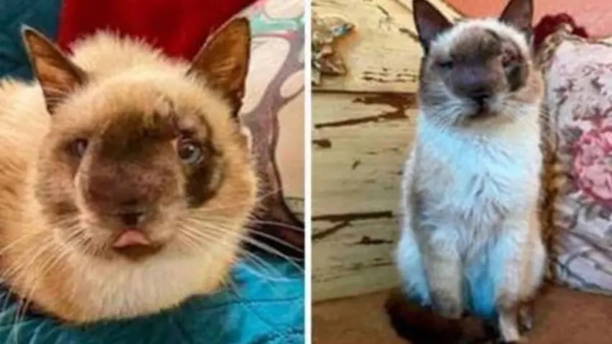Ils réhabilitent un chat au visage déformé qui avait été abandonné : il avait besoin d'une aide urgente