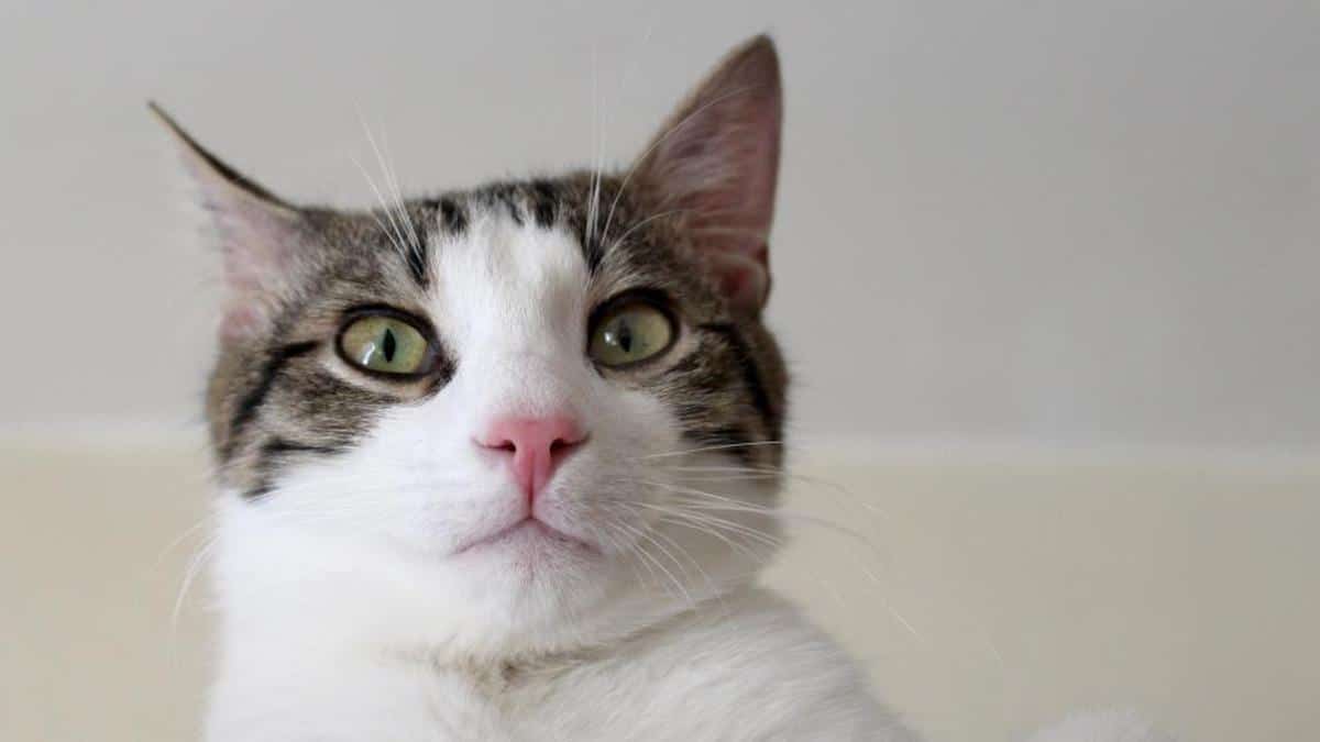 Kitty, la chatte qui a survécu à une rotation de 46 minutes dans une machine à laver, son histoire dévoilée