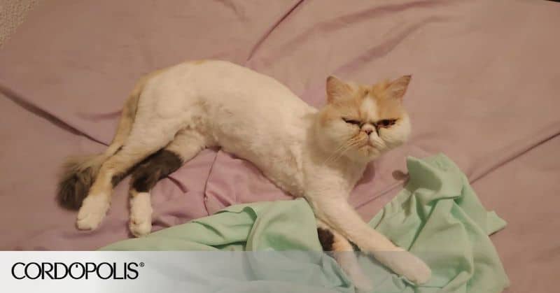 Kitty