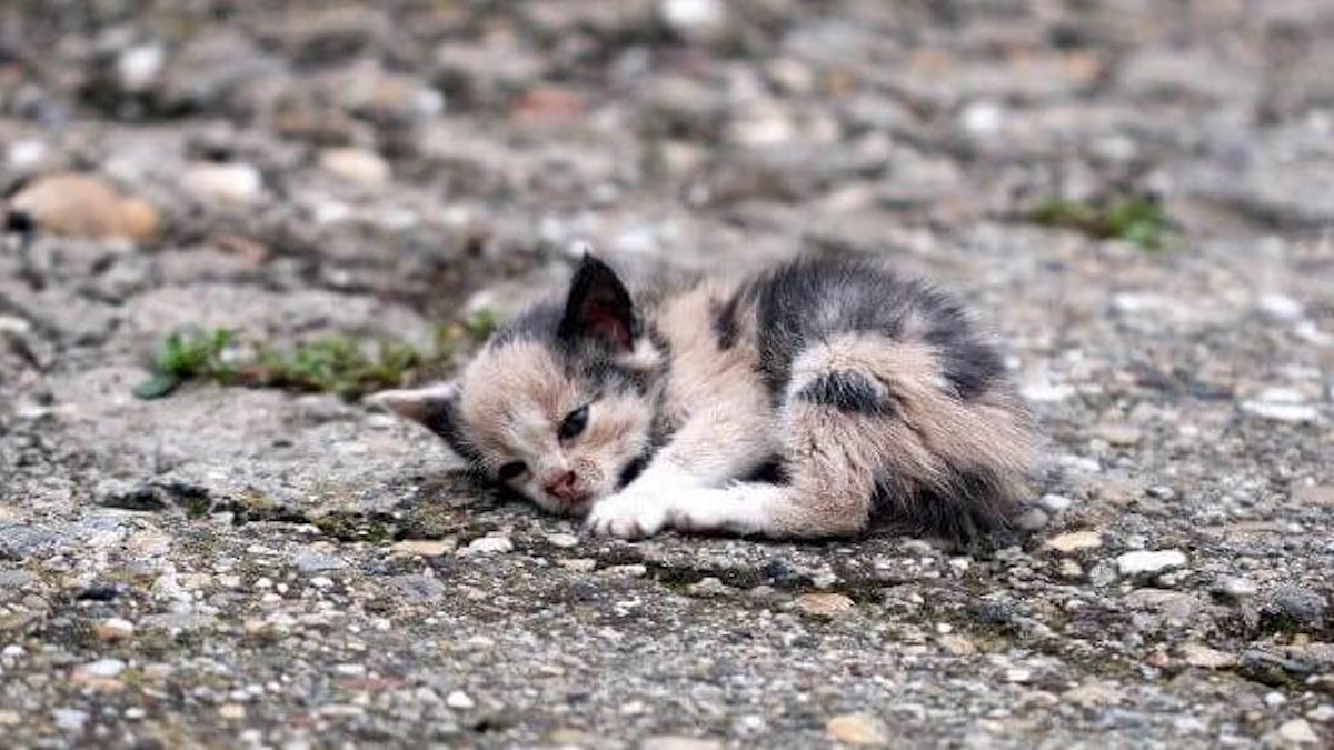 La dure vie des chats errants : ils ne sont pas retournables
