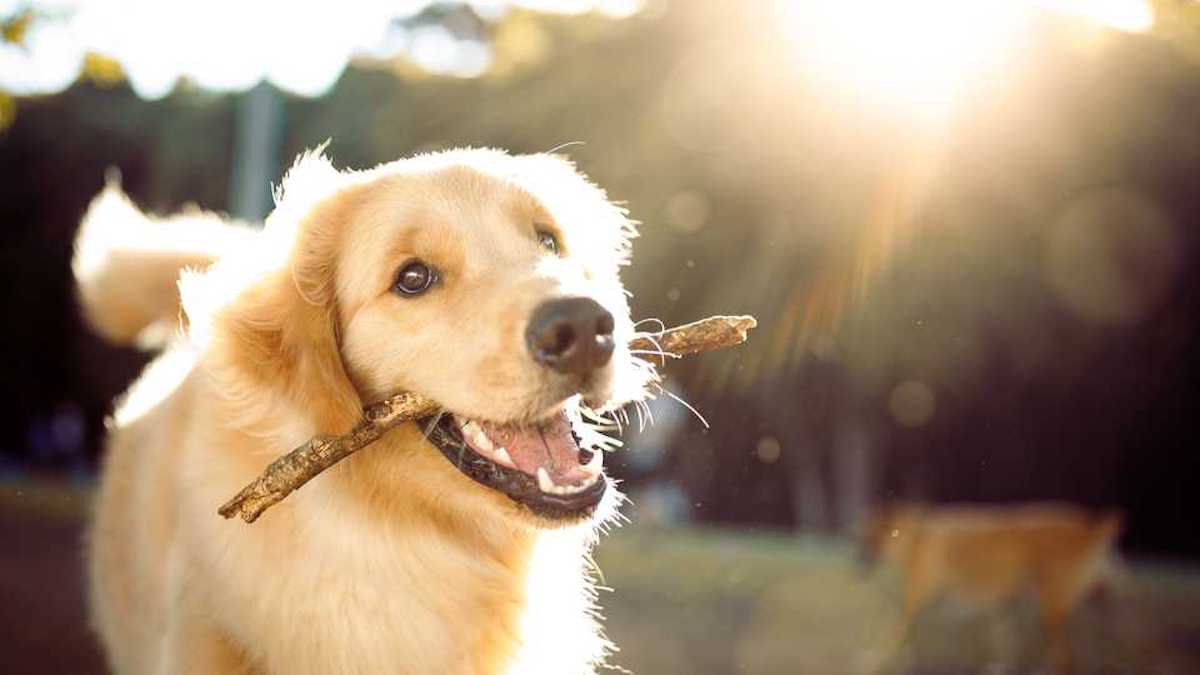 La génétique explique enfin pourquoi le chien est devenu le meilleur ami de l'homme