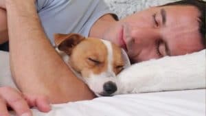 La raison égoïste pour laquelle les chiens dorment avec les gens, selon les experts