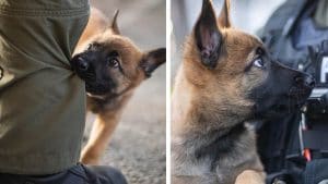 Les gens sont amoureux de ce chiot qui deviendra un chien policier, sublimes photos