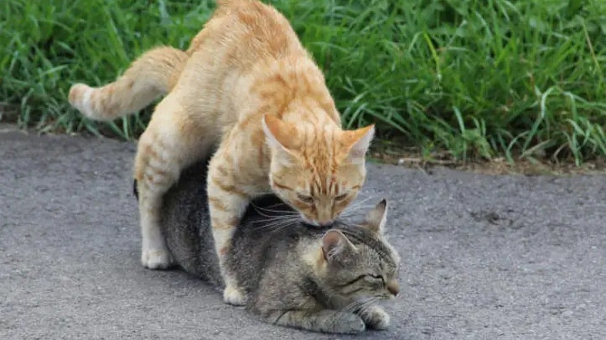 Pourquoi les chattes femelles attaquent-elles les chats mâles après l'accouplement ? La réponse des experts