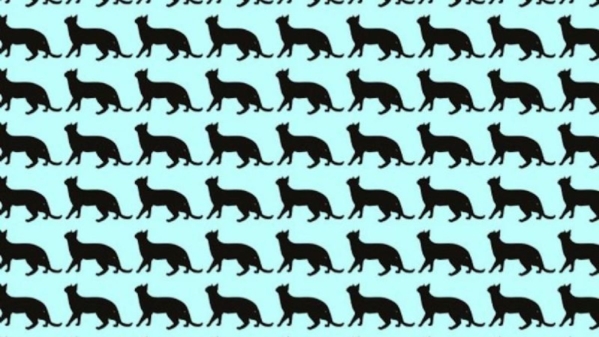 Test visuel : Pouvez-vous trouver le chat différent dans l'image en seulement 8 secondes ?