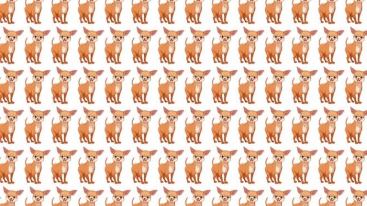 Test visuel : Pouvez-vous trouver le chien Chihuahua différent caché dans l'image en moins de 10 secondes ?