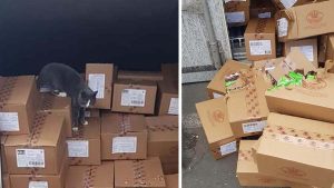 Un chat piégé dans un container pendant 3 semaines survit en mangeant des bonbons