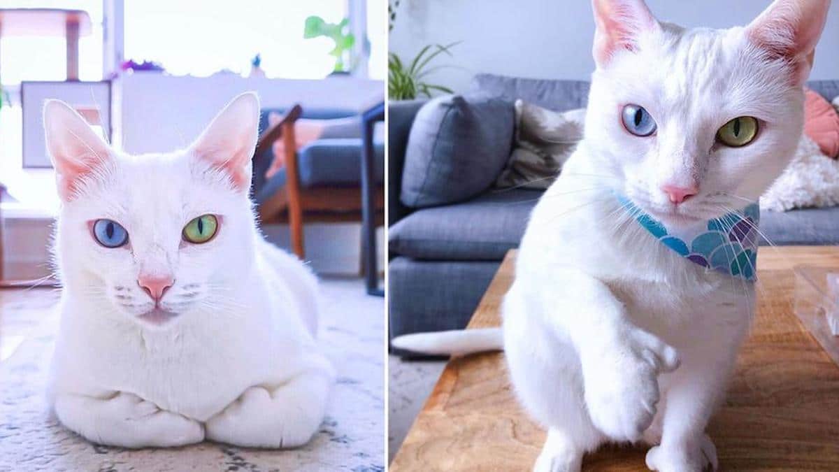 Un chaton abandonné car il avait les yeux de couleur différente et des orteils supplémentaires est maintenant très heureux