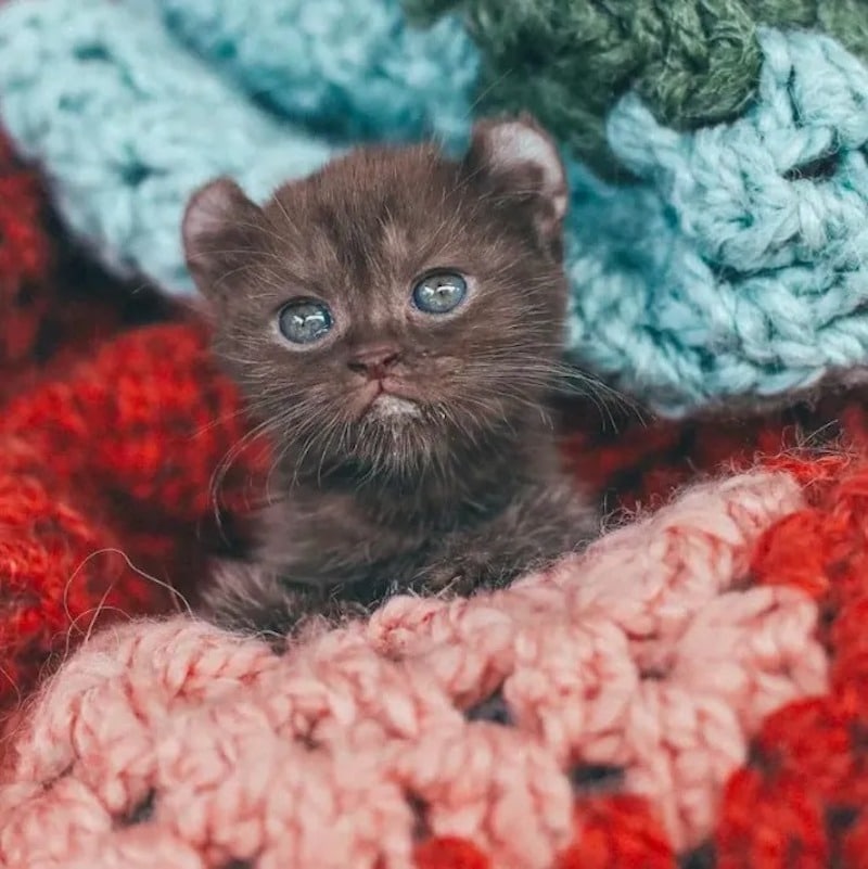 kitten