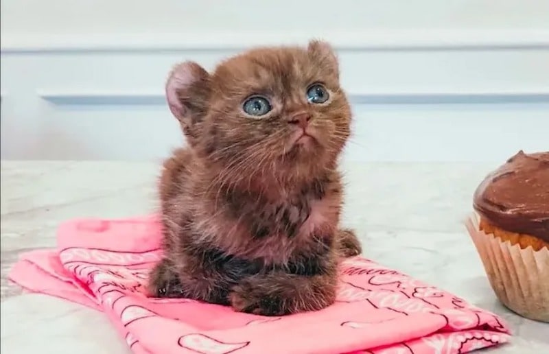 baby