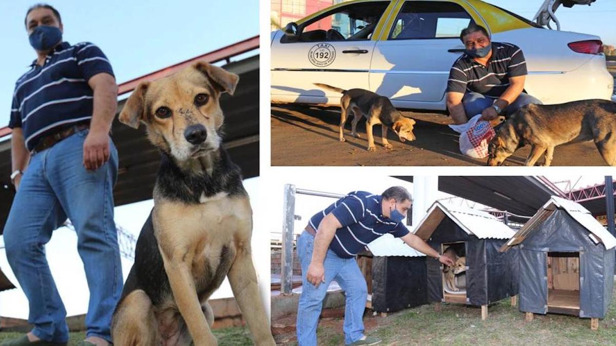 Un chauffeur de taxi de 62 ans construit des maisons pour garder les chiens errants au chaud la nuit