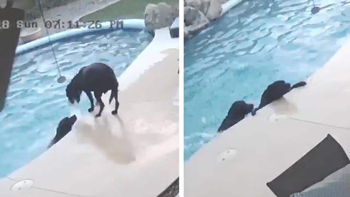 Un chien courageux saute dans une piscine pour sauver son meilleur ami