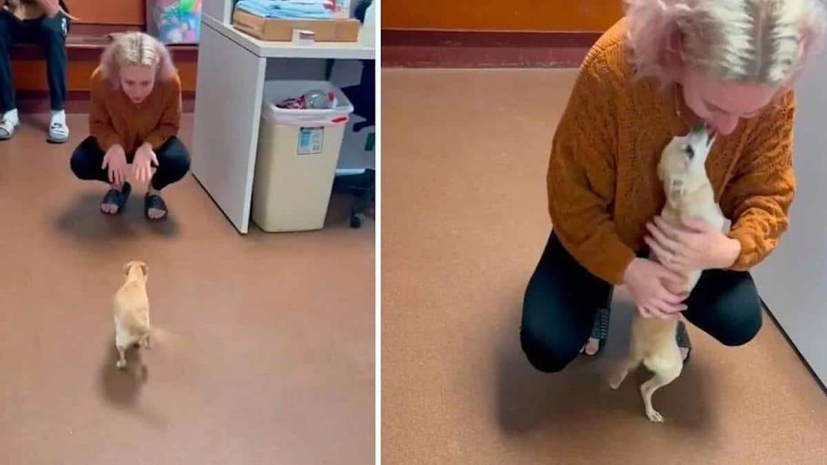 Un chien déclaré court dans les bras de sa propriétaire lorsqu'elle le voit au refuge