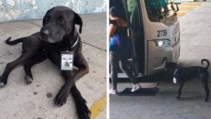 Un chien est adopté par les travailleurs de la gare routière et nommé "superviseur"