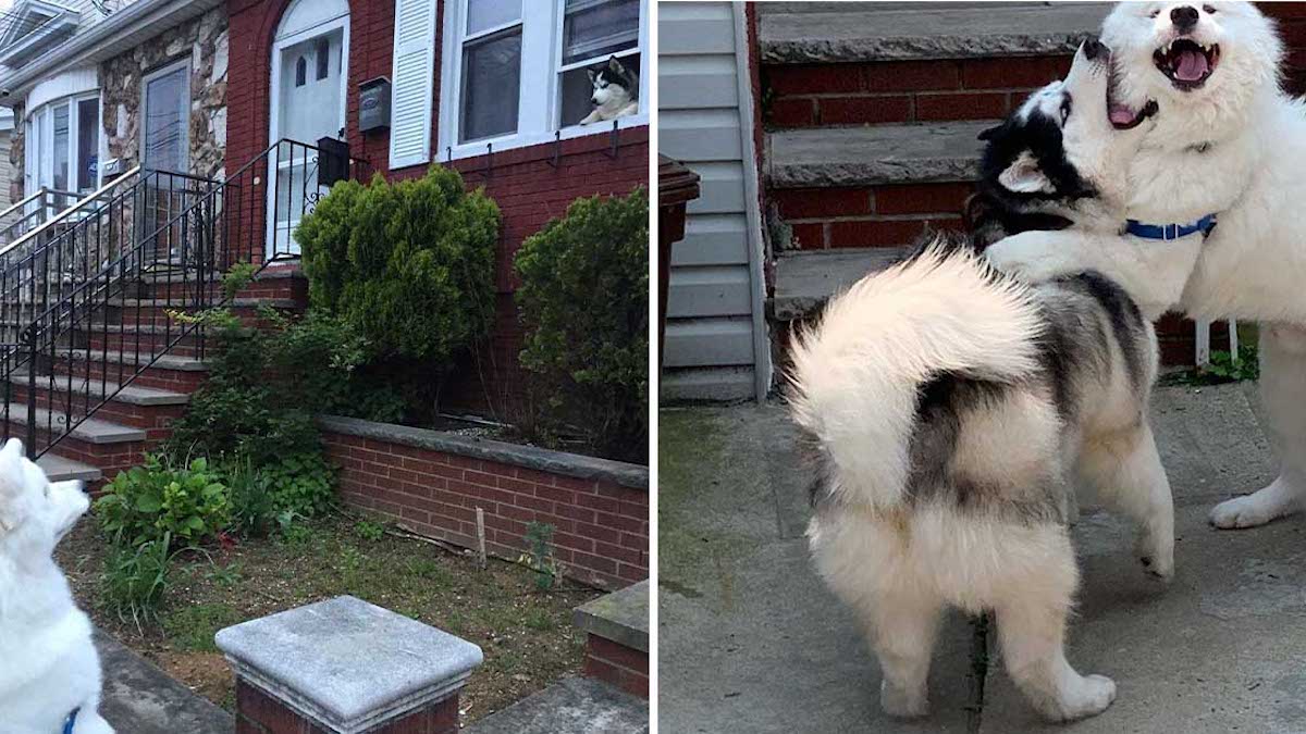 Un chien exige de visiter la maison de son meilleur ami, ils prennent les plus belles photos ensemble